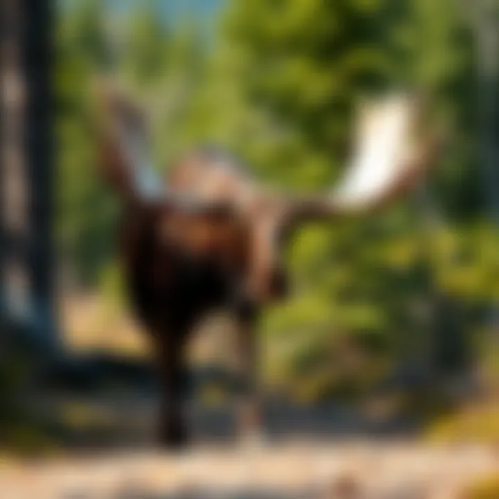 A moose appears unsteady on its feet in a forested area, highlighting the effects of brain worm parasites on its movement.