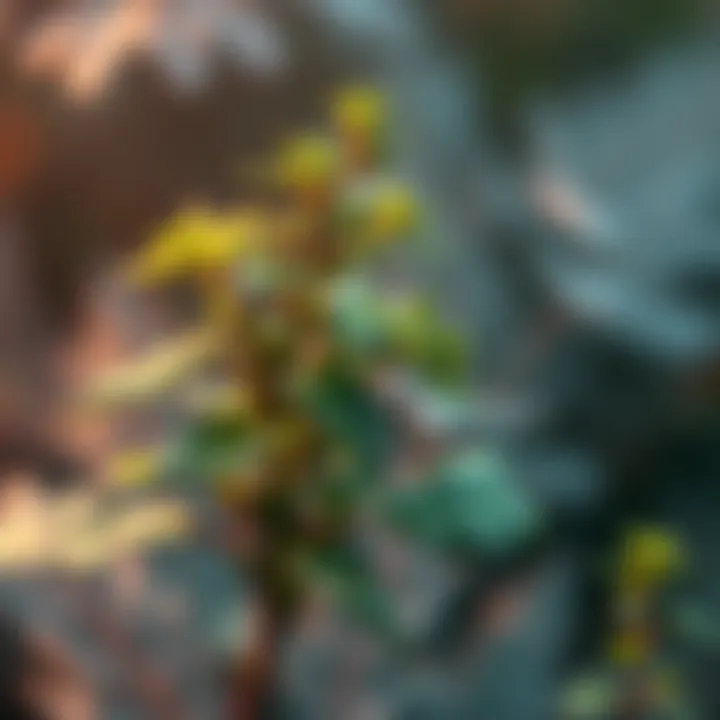 Fresh mugwort leaves with a dreamy background to represent lucid dreaming
