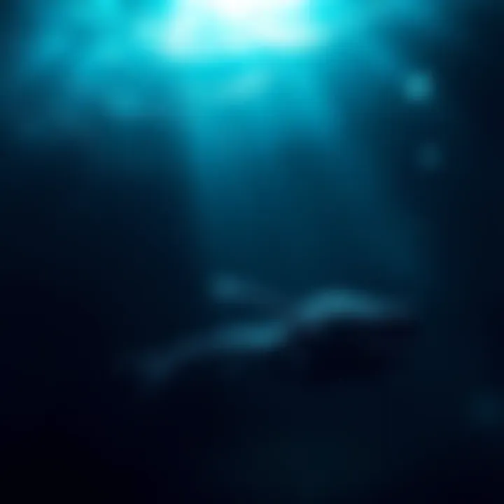 An unusual shape in dark ocean waters with faint light highlighting its outline.