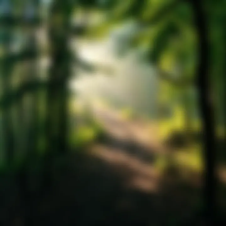 A winding path in a mystical forest with soft light shining through trees, symbolizing a personal journey of transformation.