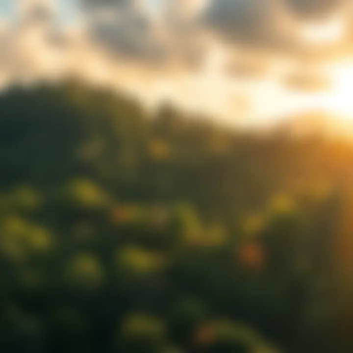 A serene landscape featuring a tranquil forest with gentle sunlight filtering through the trees, symbolizing peace and community support.