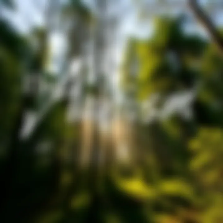 A serene forest scene with sunlight filtering through trees, symbolizing the connection between nature and spiritual beliefs in animism.