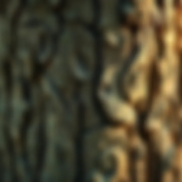 A close-up of a tree bark displaying natural patterns resembling angel numbers, highlighting the connection between nature and repetitive sequences.