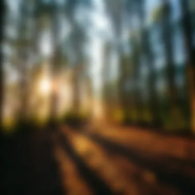A serene forest path symbolizing the journey of spiritual growth, with sunlight filtering through the trees