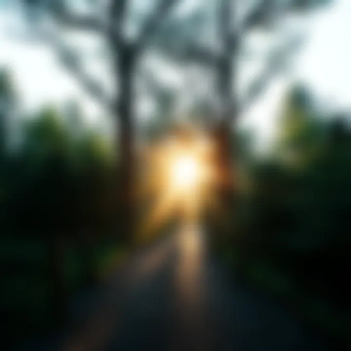 Pathway to Spiritual Growth A serene path through a forest with soft light filtering through the trees, suggesting a journey of spiritual exploration.