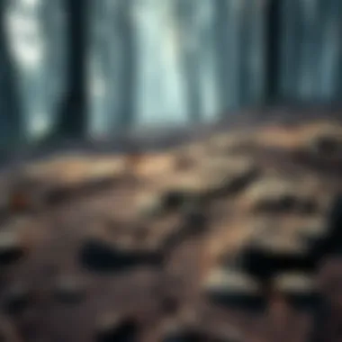 Close-up of footprints in a forest bed, showcasing their depth and size, hinting at a possible hoax