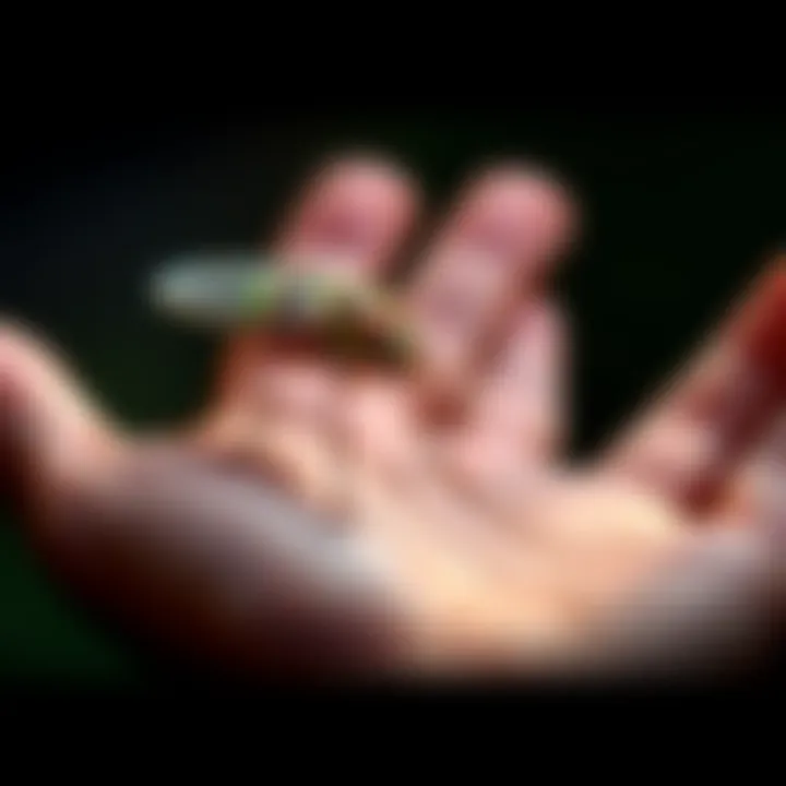 A person carefully holding a colorful insect in their hand, showing compassion and curiosity