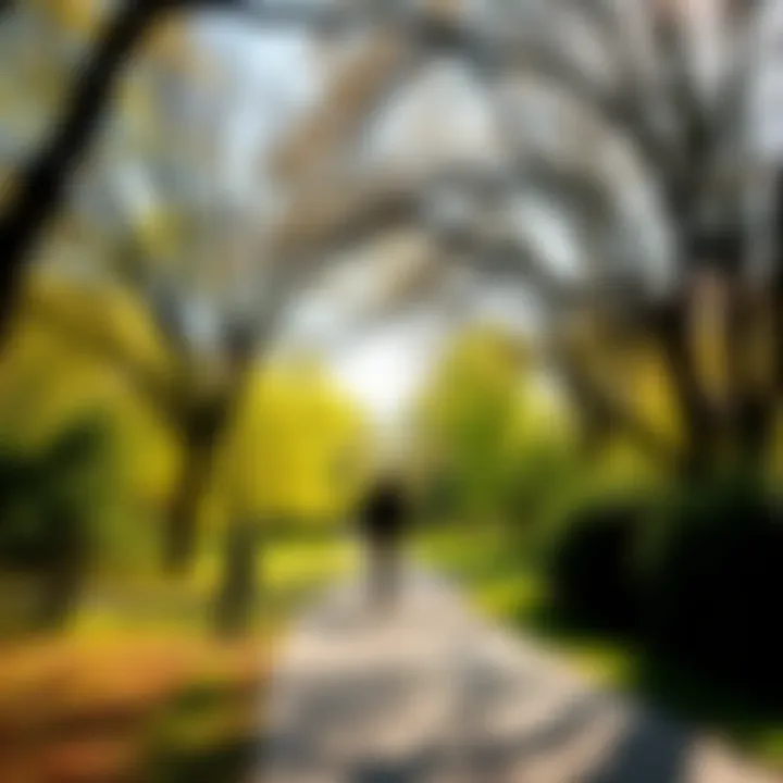 A person enjoying a walk in a sunny park surrounded by trees and greenery