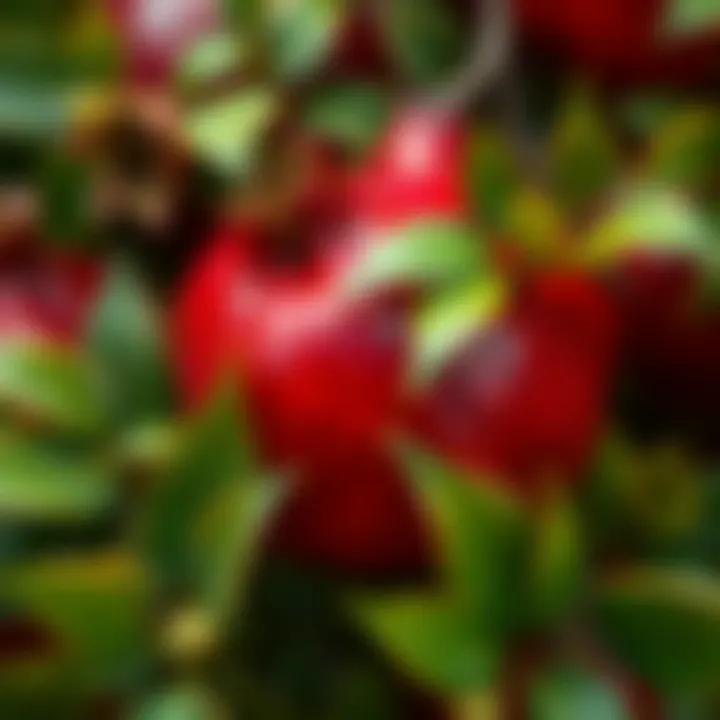 Pomegranate with Leaves A fresh pomegranate surrounded by green leaves, symbolizing its connection to mythology and nature.