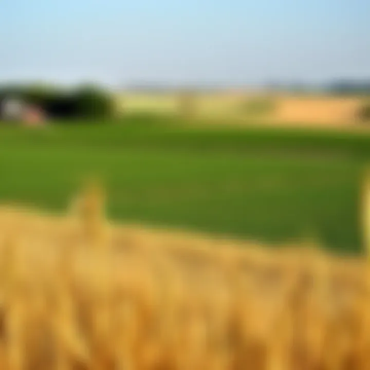 A rural scene depicting German farmland with crops and a clear sky, symbolizing a shift to agriculture in post-war Germany.