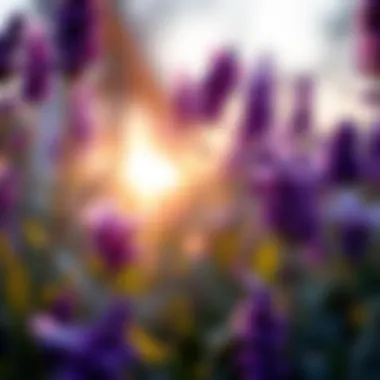 A serene scene featuring purple flowers and a soft glowing light that symbolizes spirituality.