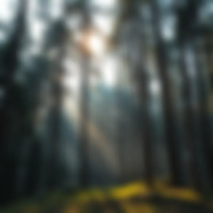 Quiet Forest Scene A peaceful forest with tall trees and no visible animals, showcasing the stillness of nature.