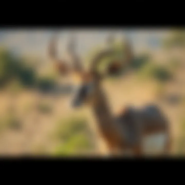 A rare subspecies of antelope filmed by British soldiers in the 1960s, showcasing its unique features in a natural setting.