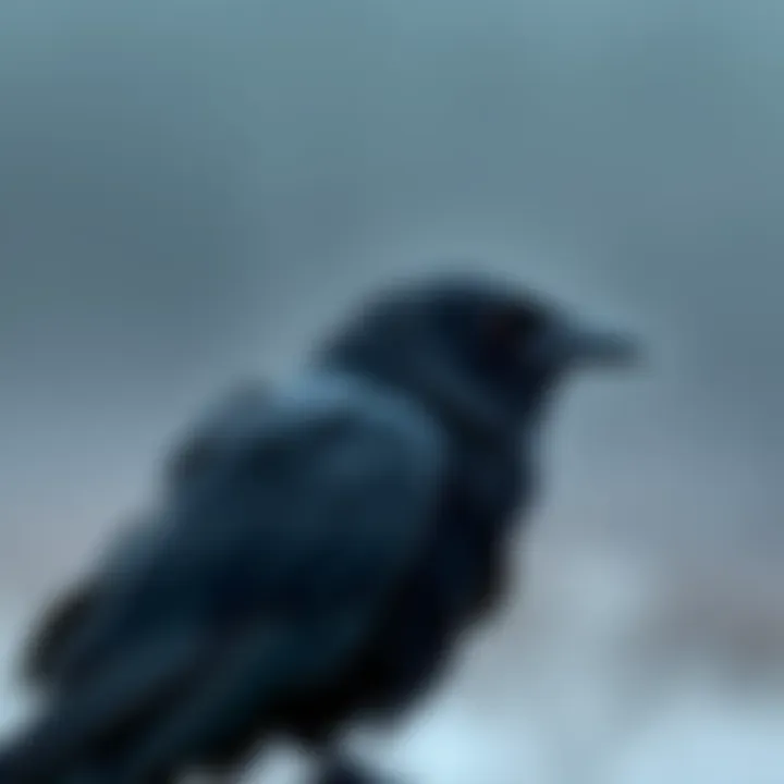 A raven perched high, keenly watching its environment, showcasing its intelligent gaze and dark feathers.