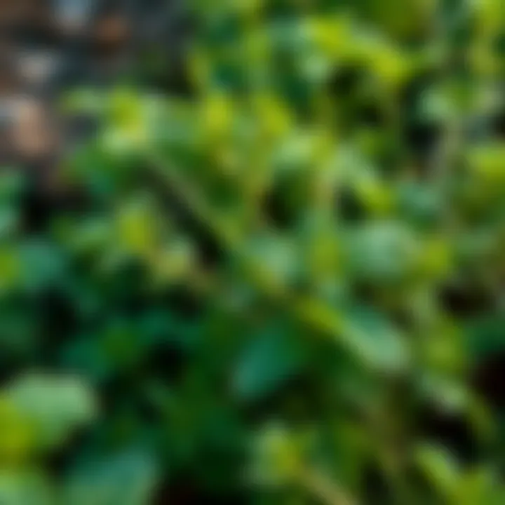 A close-up of wilting mint and dill plants in a garden, showing signs of distress from over-fertilization.