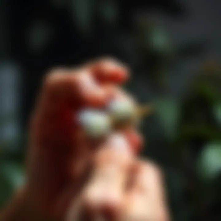 A hand rolling a joint filled with mullein and mugwort, showcasing the technique to prevent canoeing.