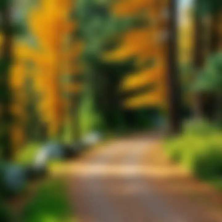 Sabe Teachings Path A scenic walking path surrounded by trees in Northwest Ontario, highlighting the connection to Sabe teachings and nature.