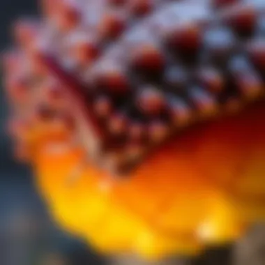 A close-up of a scaly animal part found in Curicó, Chile, showing its texture and color, sparking curiosity about its origin.