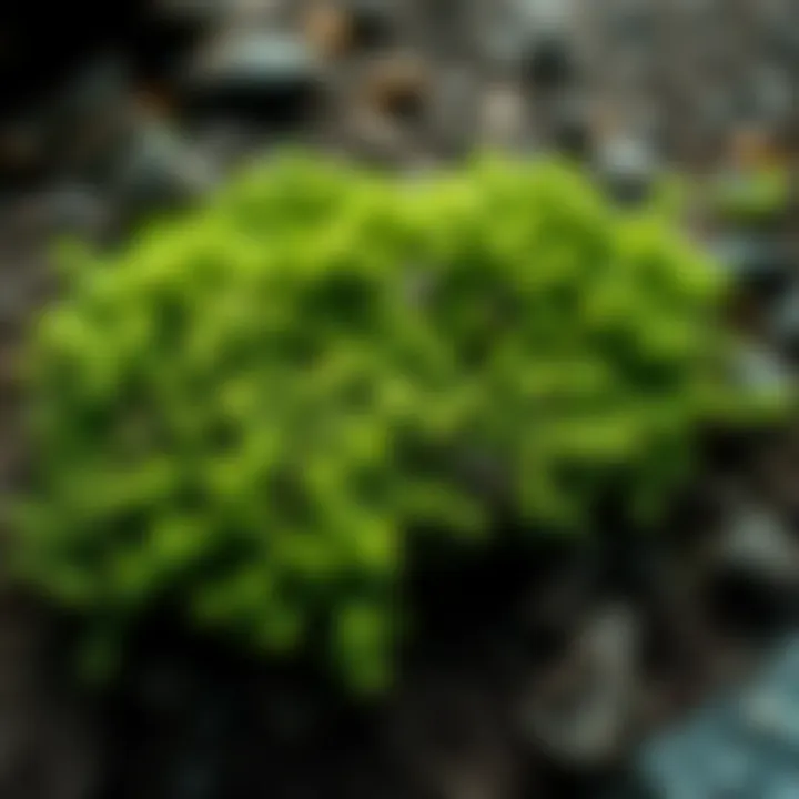 A close-up of green shrubbery growing on Oak Island, surrounded by soil and rocks, hinting at a recent discovery.