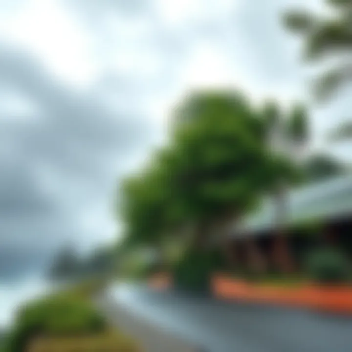 Sideways Trees in New Zealand Trees growing sideways along the New Zealand coastline due to strong winds, showing their unique adaptation to harsh weather.