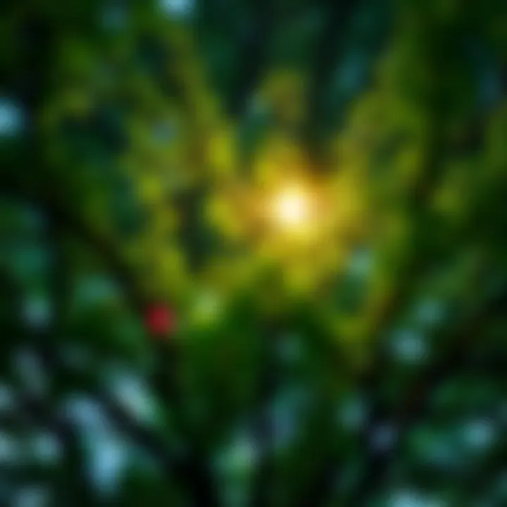 A bright star shining in the branches of a lush green tree, symbolizing a woman's connection to green witchcraft.