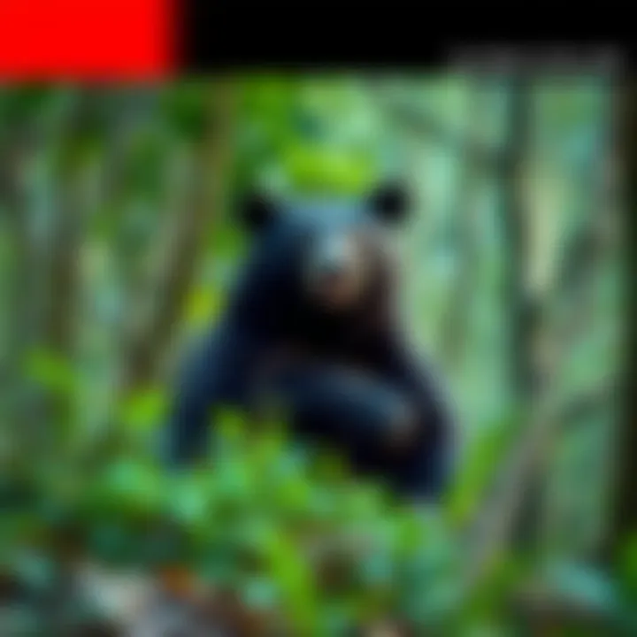 Sun Bear in the Wild A sun bear sitting in a forest, with its distinctive short legs and a black coat, possibly being mistaken for a rock ape.