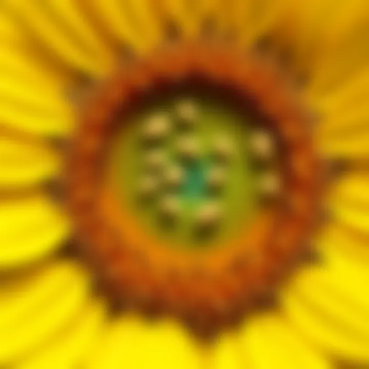 Detailed view of a sunflower showing its vibrant yellow petals and intricate center filled with seeds.