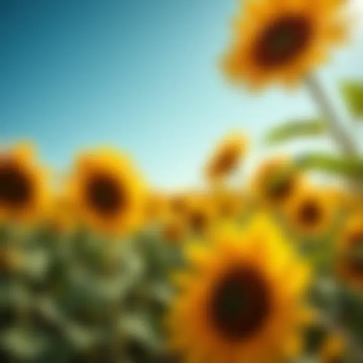 A vibrant field of sunflowers swaying in the breeze, embodying the essence of ranch agriculture