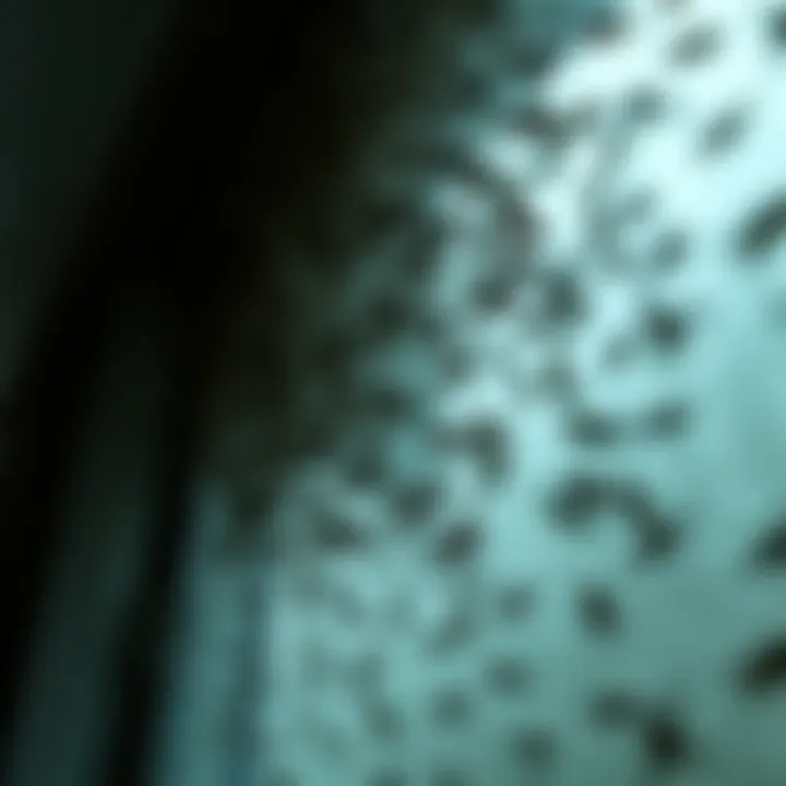 A close-up of a window covered with a large swarm of flies, hinting at an unsettling paranormal event