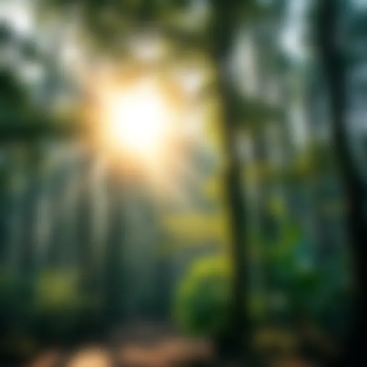 A serene forest scene symbolizing purity and enlightenment in the Thai Forest Tradition