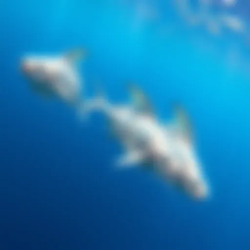 Three large Ocean Sunfish swimming together in clear blue water near Newport Beach