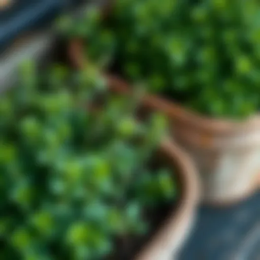 A close-up of thyme and parsley plants in separate pots, showing healthy green leaves ready for garden planting or splitting.
