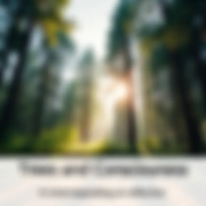 A serene forest scene with tall trees bathed in sunlight, conveying a sense of joy and awareness