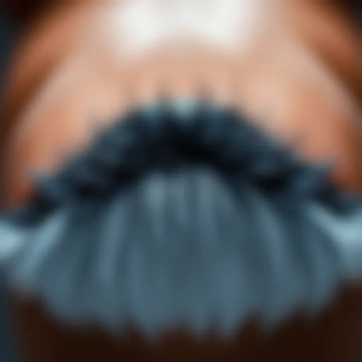 A Wet Hairy Lagina with a black top and grey bottom, showcasing its unique color variation.