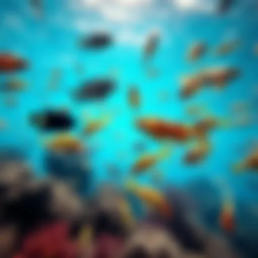 Colorful fish swimming in clear waters of Manday Bay, showcasing diverse aquatic species.