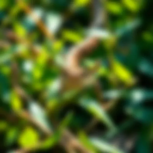 A close-up view of a unique snake found in a local nature preserve amidst green foliage.