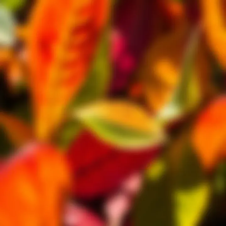 A close-up of colorful patterns in leaves showing bright colors under sunlight, symbolizing new insights in life.