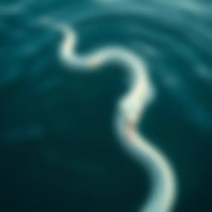 A white snake swimming in clear water with gentle ripples around it.