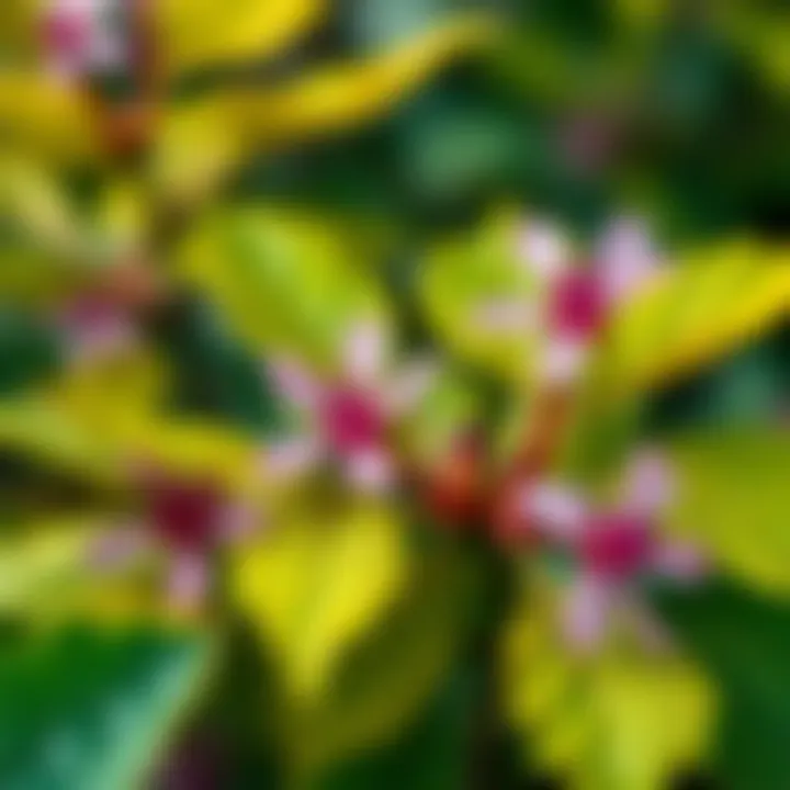 Witch Hazel Plant A close-up of witch hazel leaves and flowers, highlighting its natural beauty and healing properties.
